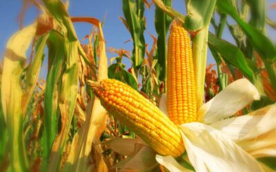 INAGUA FAO 240 kukurydza nasiona